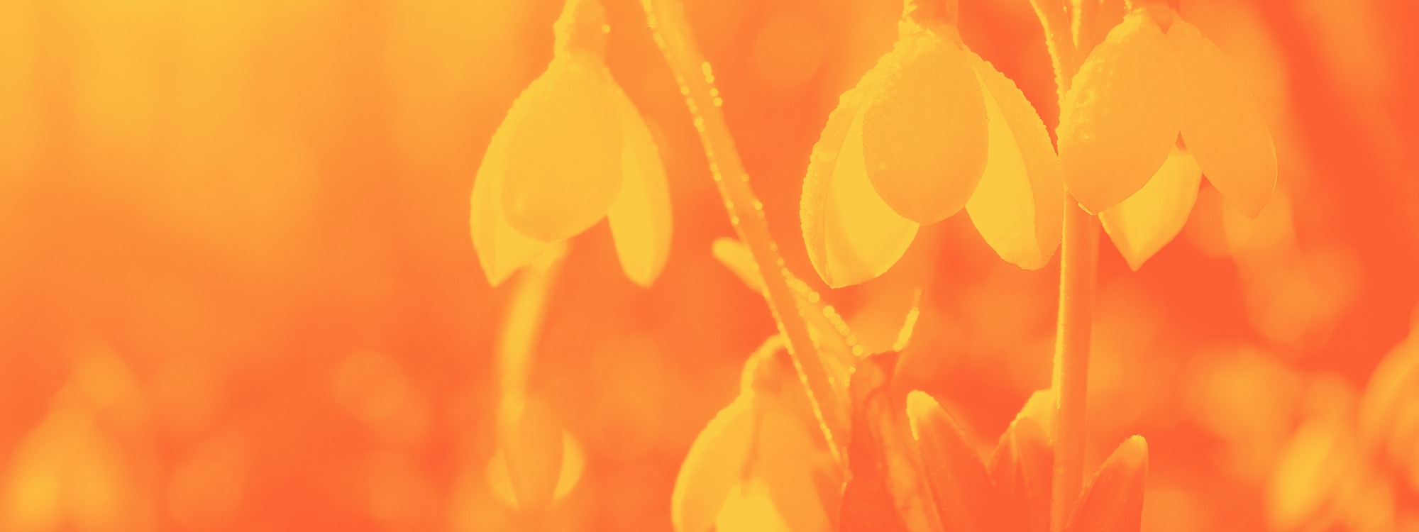 Header Image 1